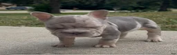 French Bulldog dogs for sale: Merlin (male) - Ad 3