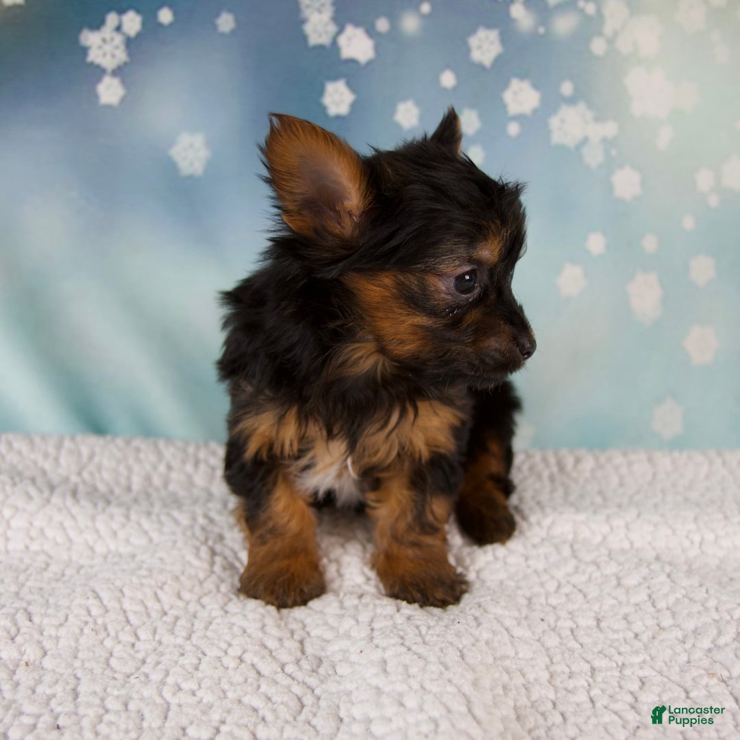 Yorkshire Terrier dogs for sale: Kylie - Ad 8