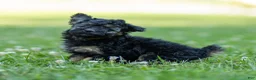 Miniature Poodle dogs for sale: Misty Miniature Poodle  - Ad 3