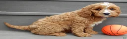 Cavapoo dogs for sale: Scout - Ad 4