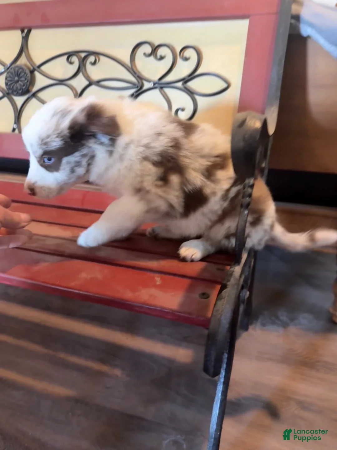 Border Collie dogs for sale: Callie - Ad 2