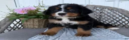 Bernese Mountain Dog dogs for sale: Molly - Ad 3