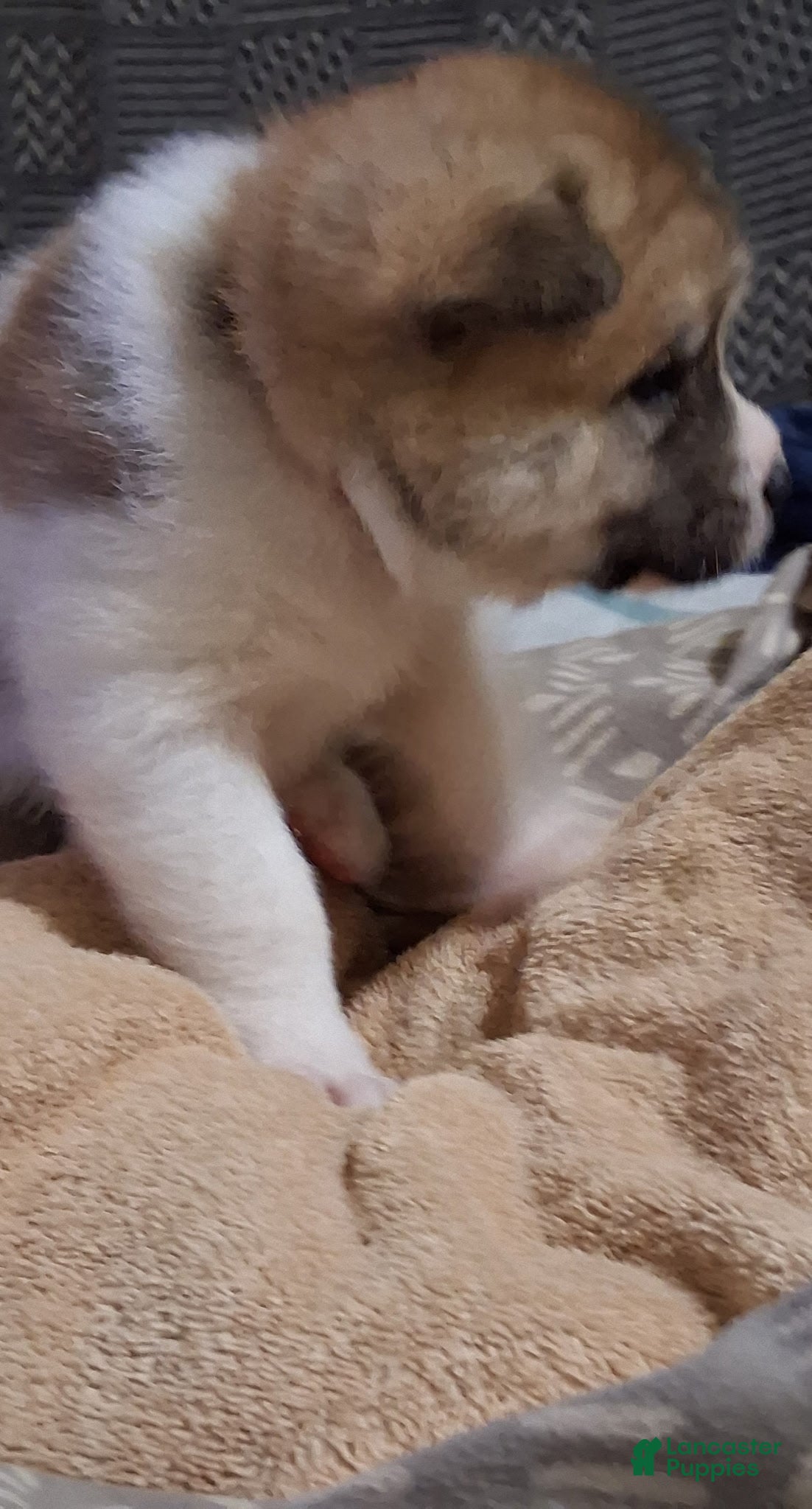 Akita dogs Rowan - Ad 2