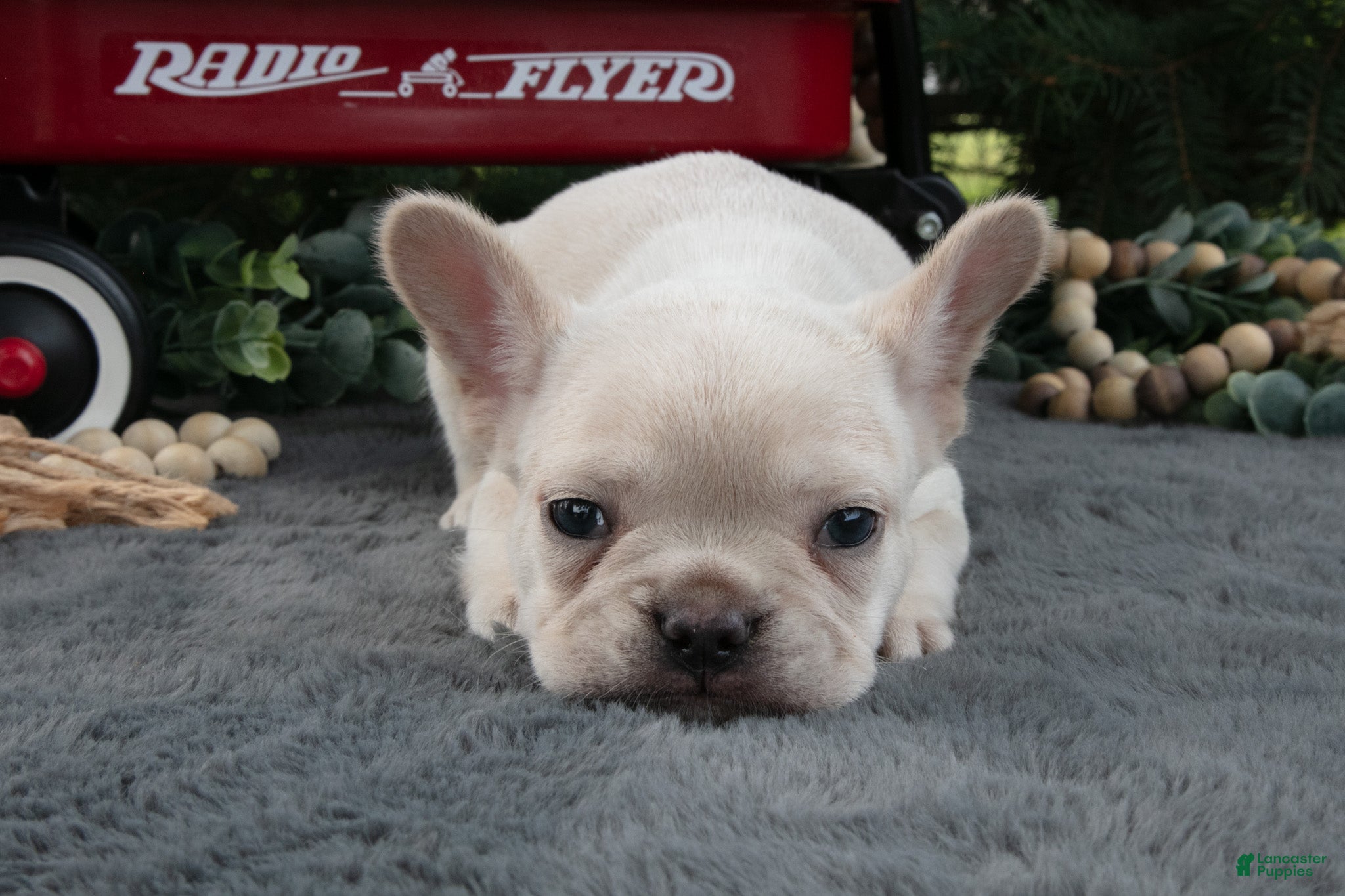French Bulldog dogs Fritz - Ad 2