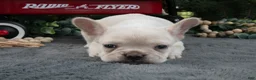 French Bulldog dogs for sale: Fritz - Ad 2