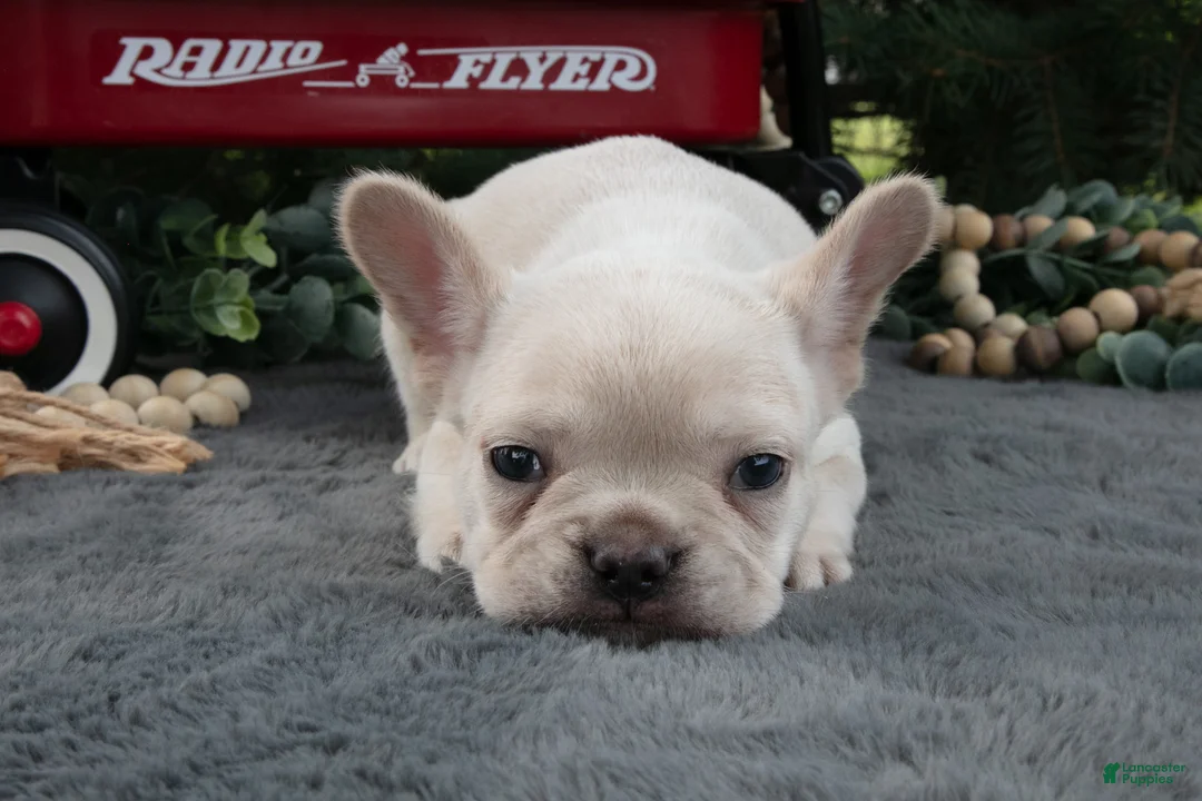 French Bulldog dogs for sale: Fritz - Ad 2