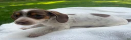 Miniature Dachshund dogs for sale: Maggie - Ad 4