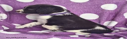 English Springer Spaniel dogs for sale: Jenny - Ad 6
