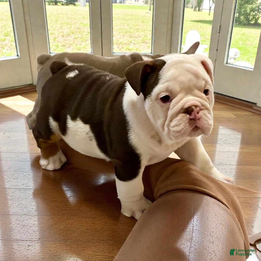 English Bulldog dogs for sale: Willow  - Ad 12