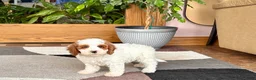 Cavapoo dogs for sale: Cavapoo male 1 - Ad 10