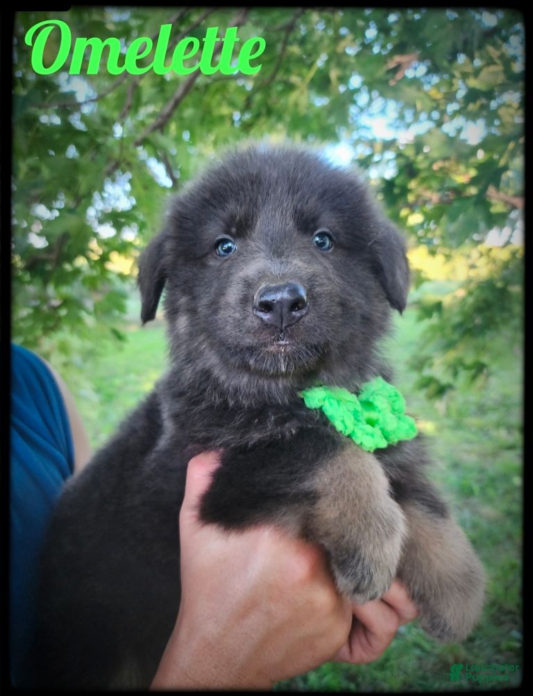 German Shepherd dogs Omelette  - Ad 1