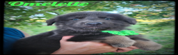 German Shepherd dogs for sale: Omelette  - Ad 1