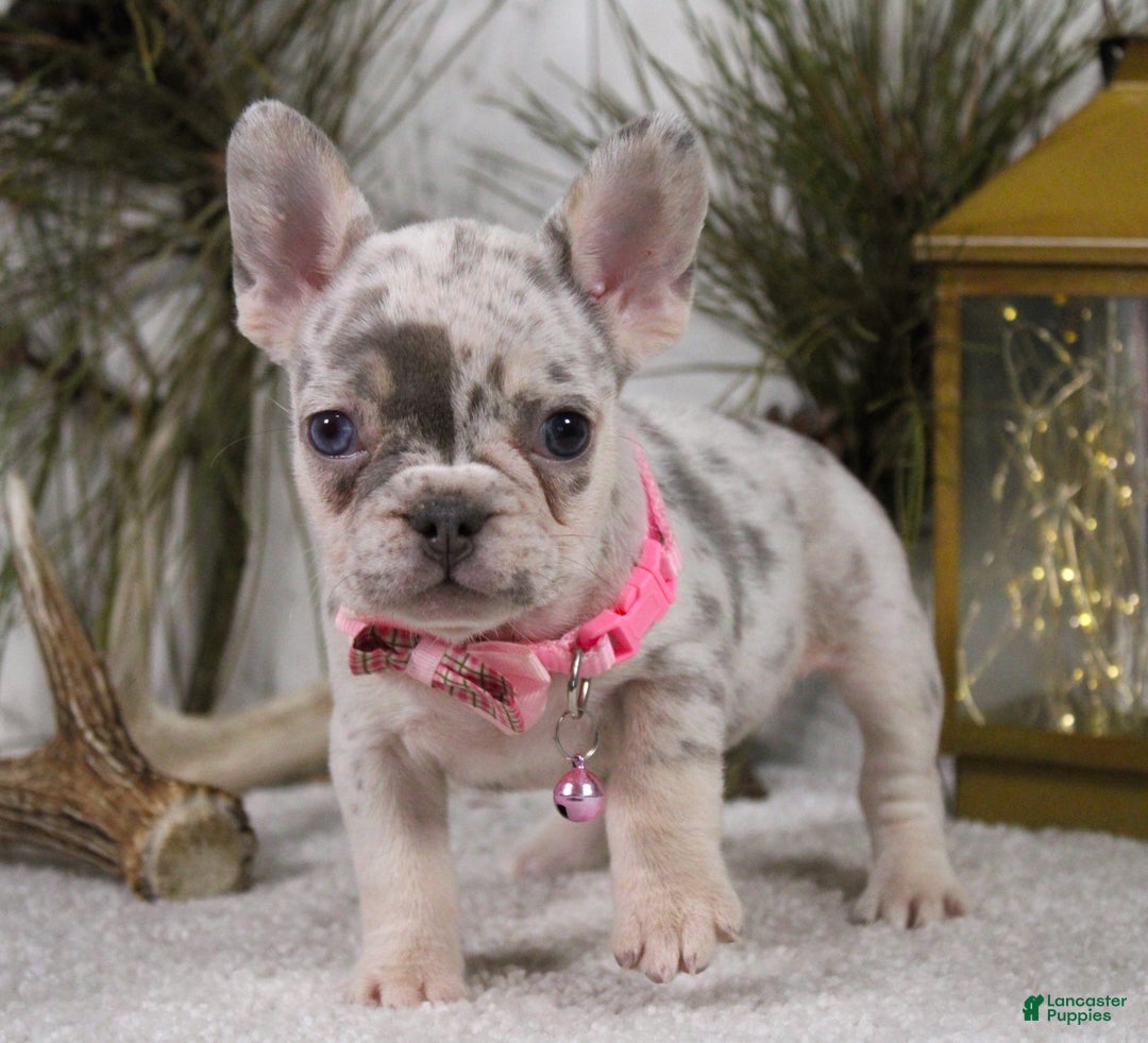 French Bulldog dogs for sale: Diamond - Ad 5