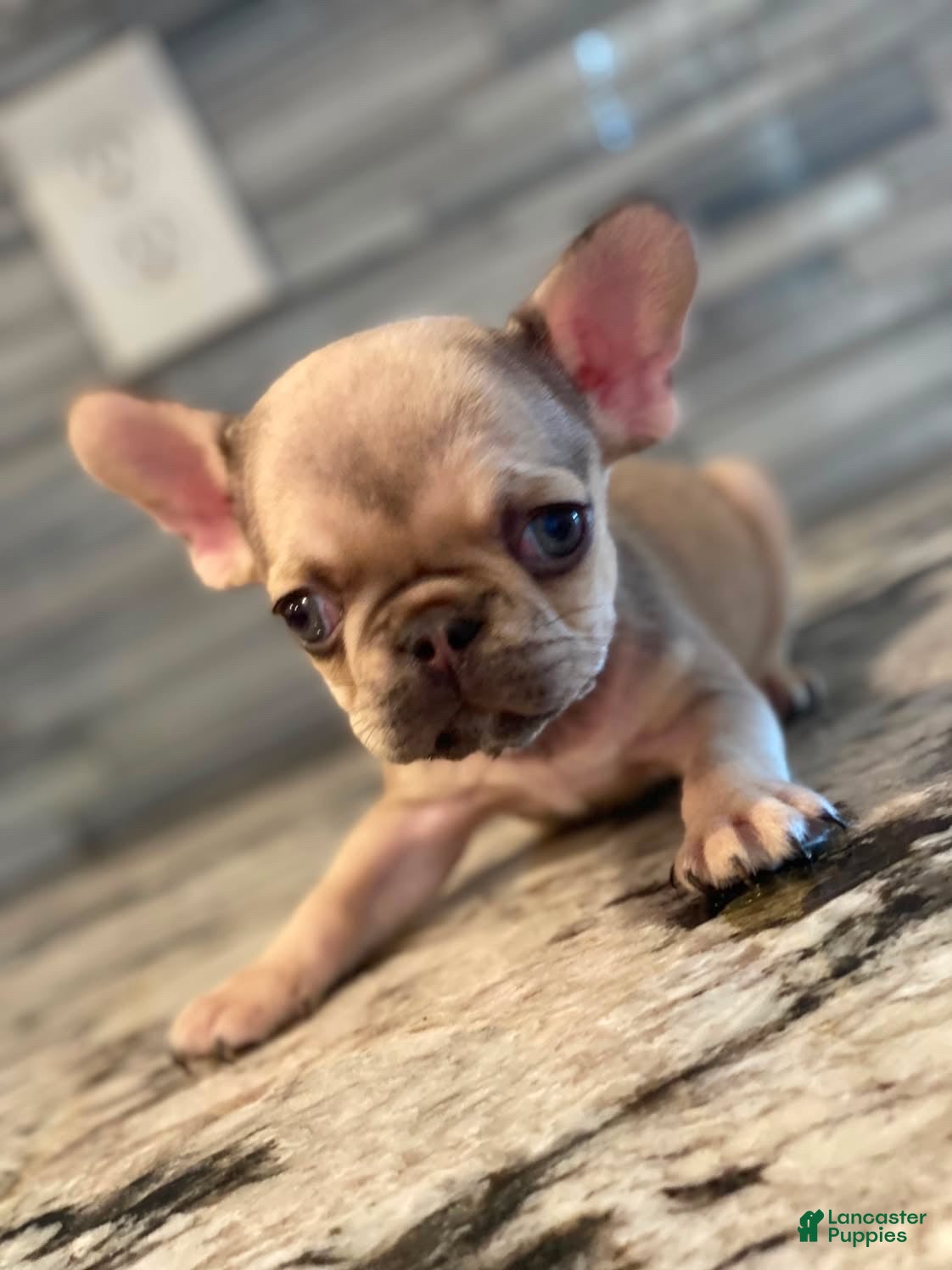 French Bulldog dogs Noggin - Ad 18