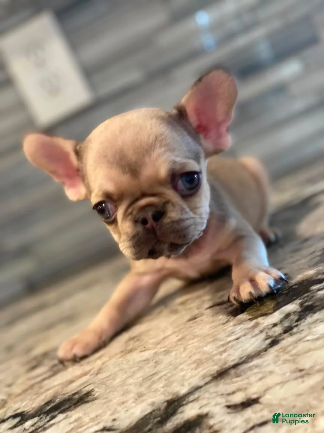 French Bulldog dogs for sale: Noggin - Ad 1