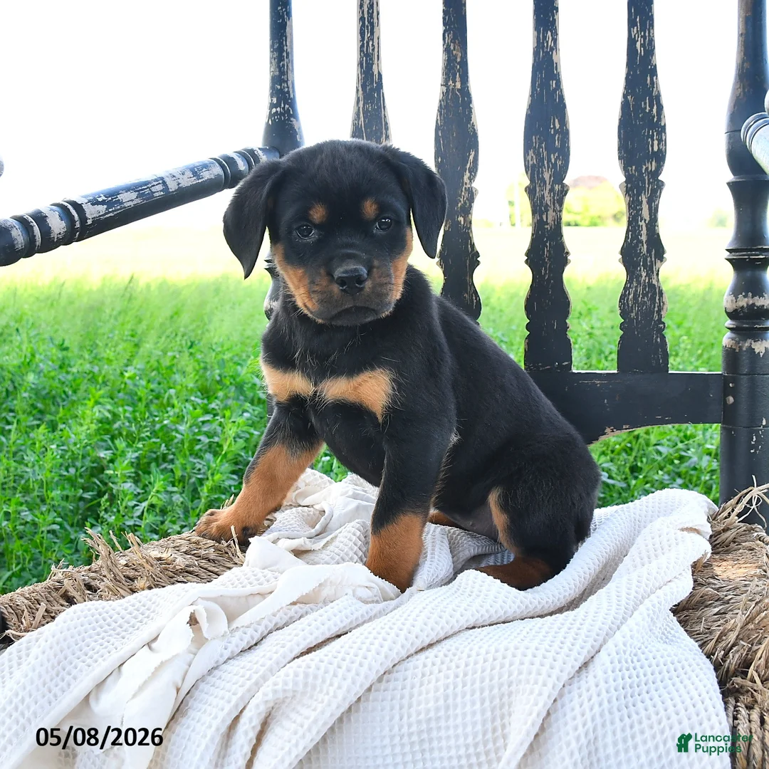Rottweiler dogs for sale: Reina - Ad 1