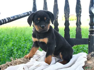 Rottweiler dogs for sale: Reina - Ad 1