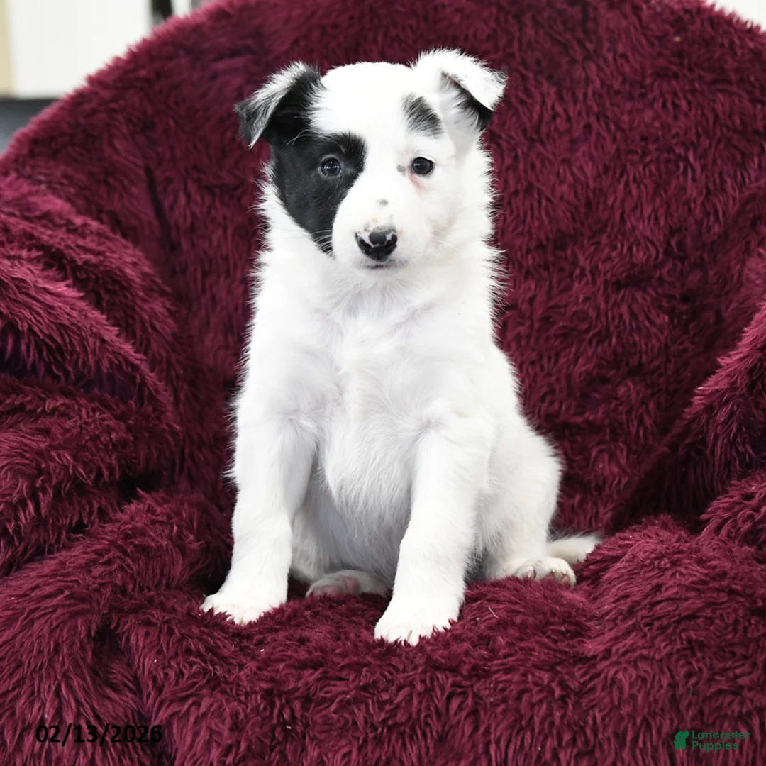 Border Collie dogs for sale: Dottie - Ad 1