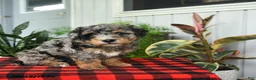 Mini Bernedoodle dogs for sale: Charlotte - Ad 4