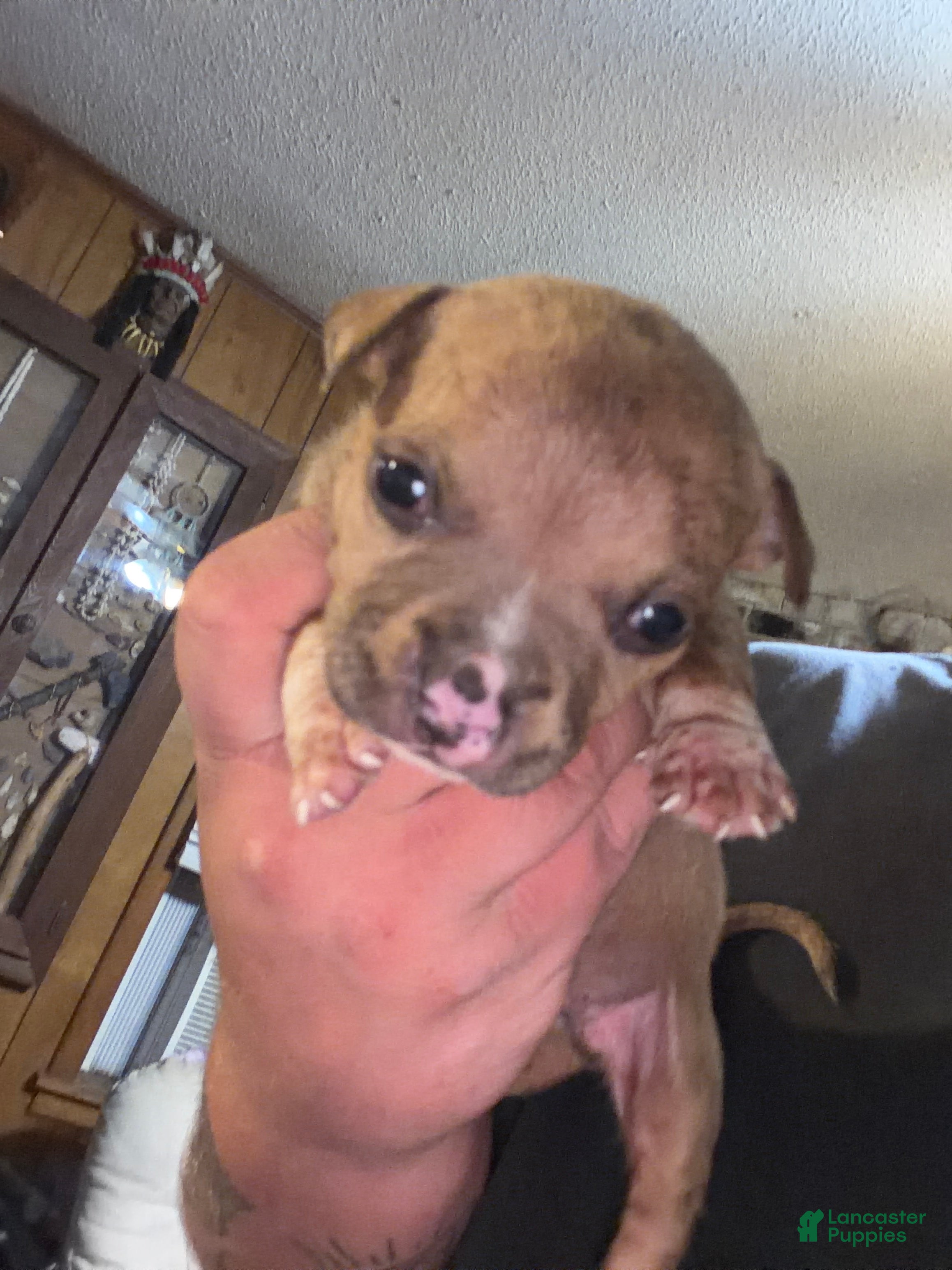 American Bully dogs American Bully 2 - Ad 16