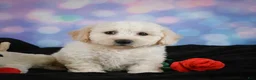 Bichon Frise dogs for sale: Jeff - Ad 8