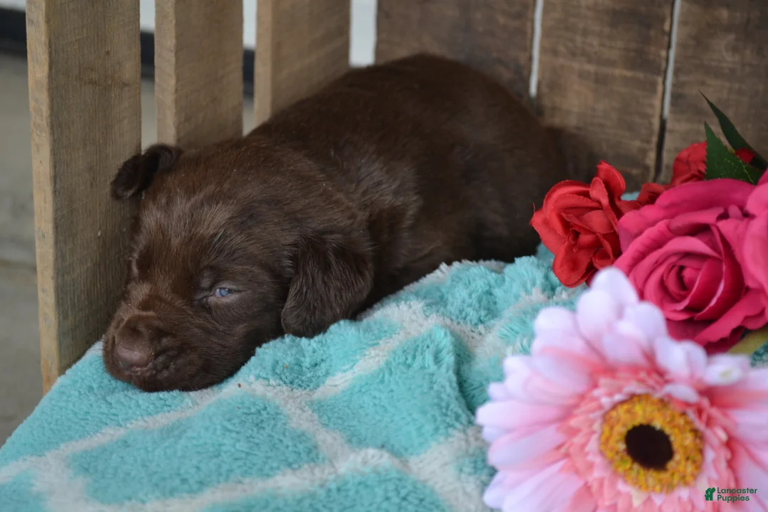 Labrador Retriever dogs for sale: Lysa - Ad 2