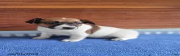 Jack Russell Terrier dogs for sale: Sophia - Ad 2