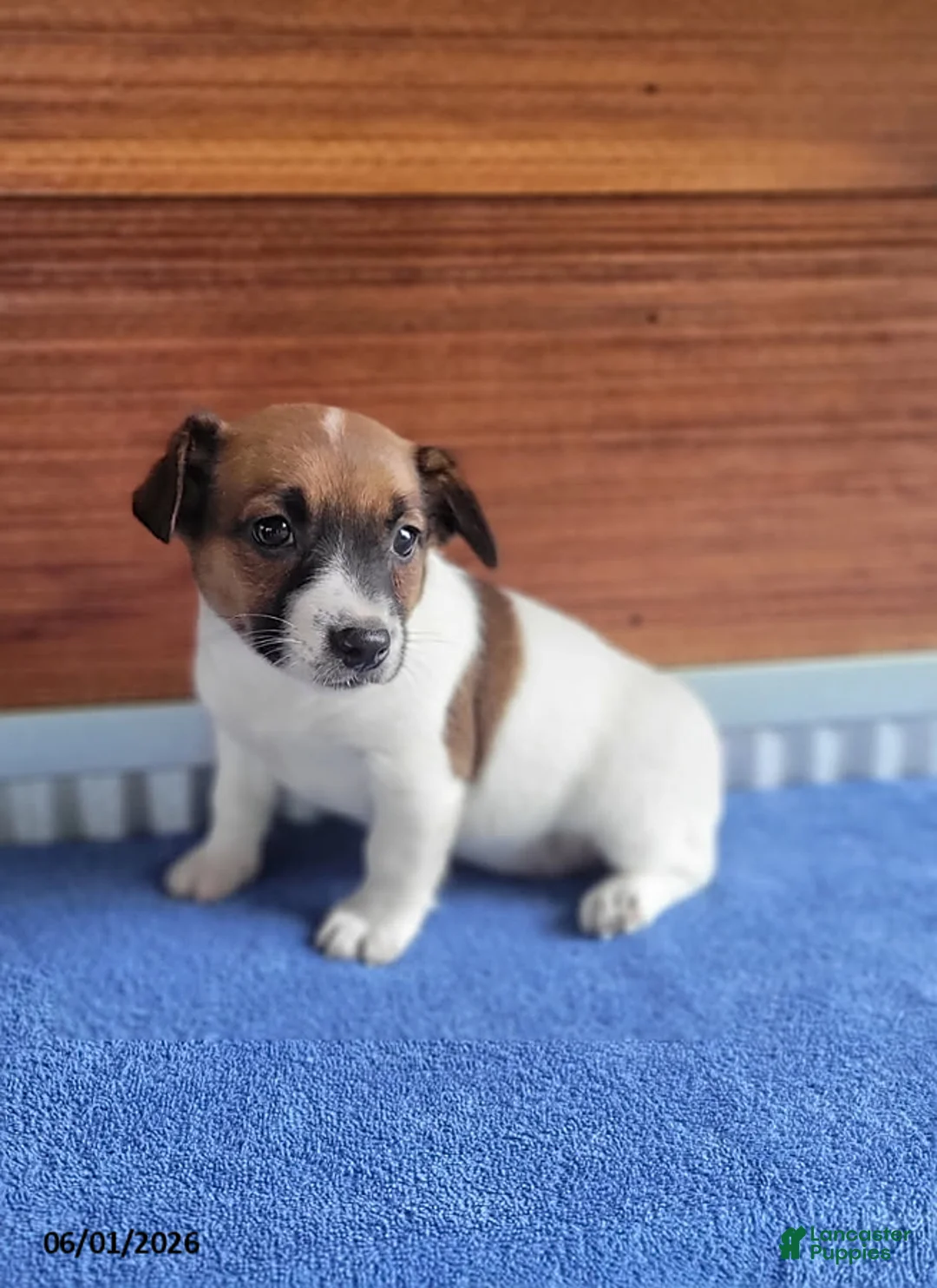 Jack Russell Terrier dogs for sale: Sophia - Ad 2