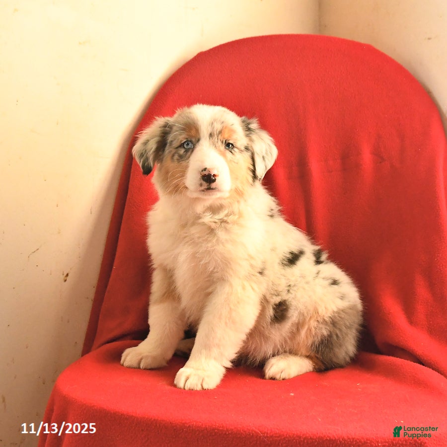 Australian Shepherd dogs Champ  - Ad 30