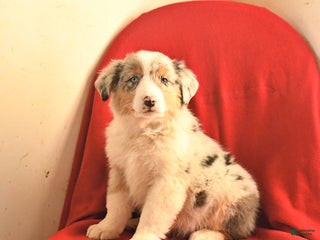 Australian Shepherd dogs Champ - Ad 39