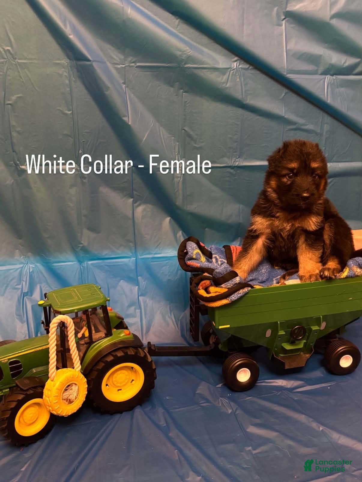 German Shepherd dogs White collar (female) - Ad 1