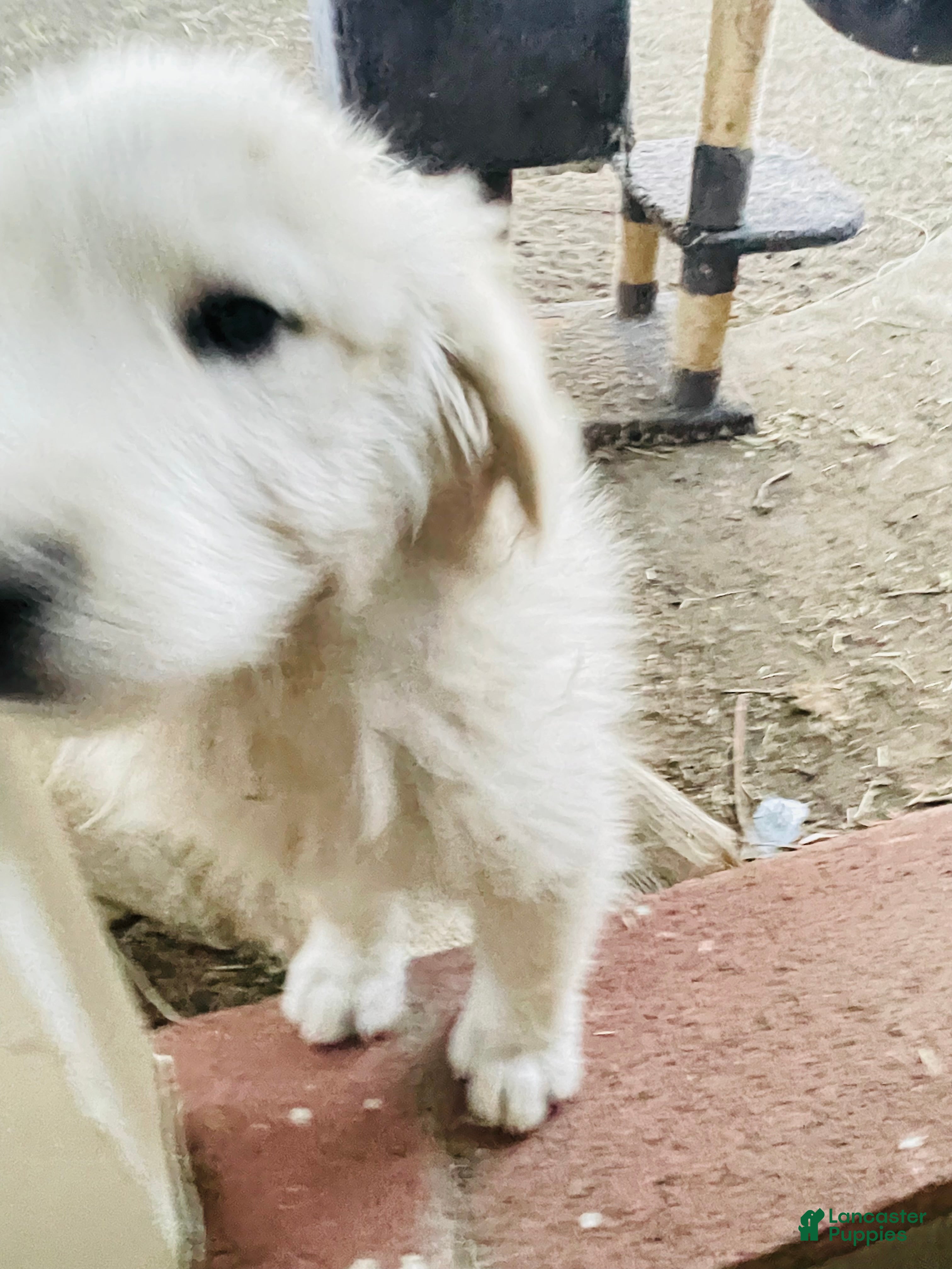 Great Pyrenees dogs Great Pyrenees Puppy 8 - Ad 26