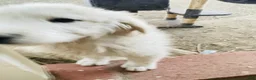 Great Pyrenees dogs for sale: Great Pyrenees Puppy 8 - Ad 1