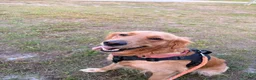 Golden Retriever dogs for sale: Violet - Ad 2