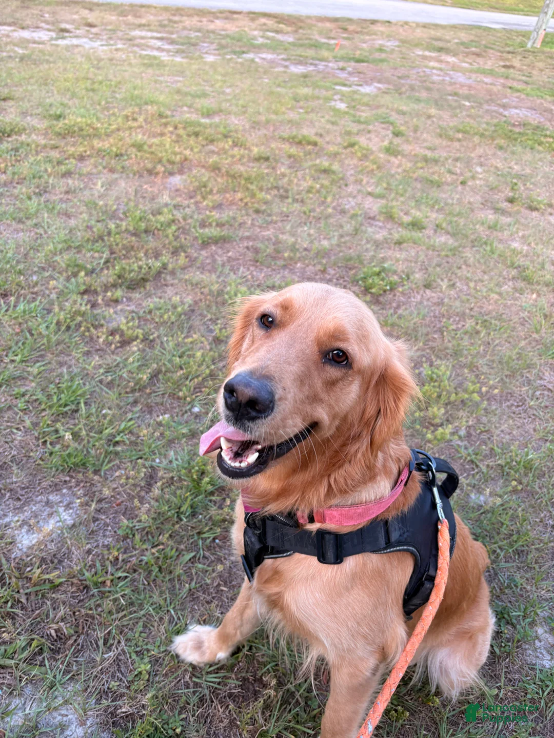 Golden Retriever dogs for sale: Violet - Ad 2