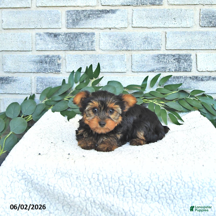 Yorkshire Terrier dogs Vivi - Ad 1