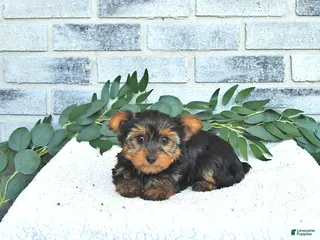 Yorkshire Terrier dogs for sale: Vivi - Ad 2
