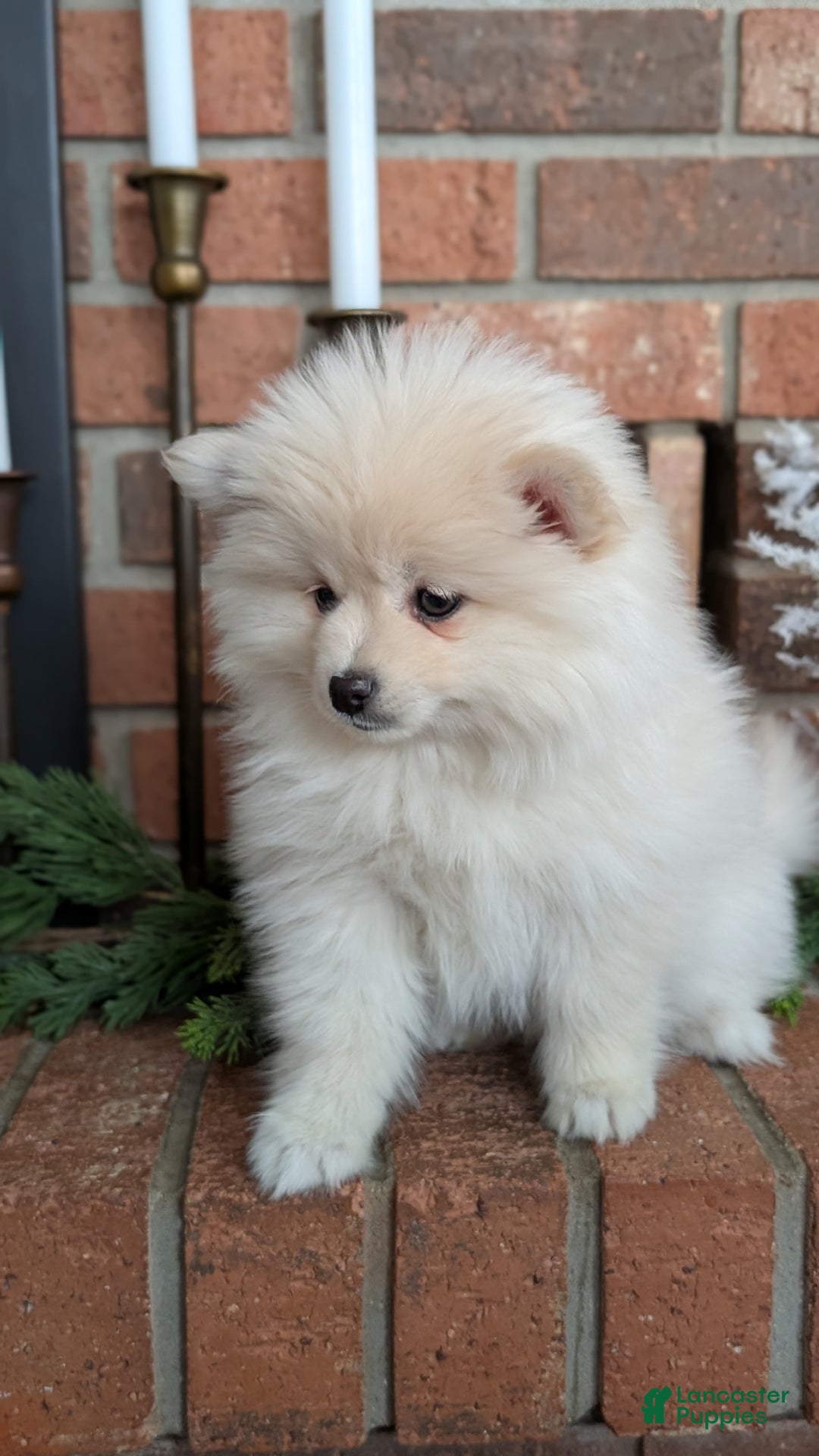 Pomsky dogs for sale: Jill  - Ad 6