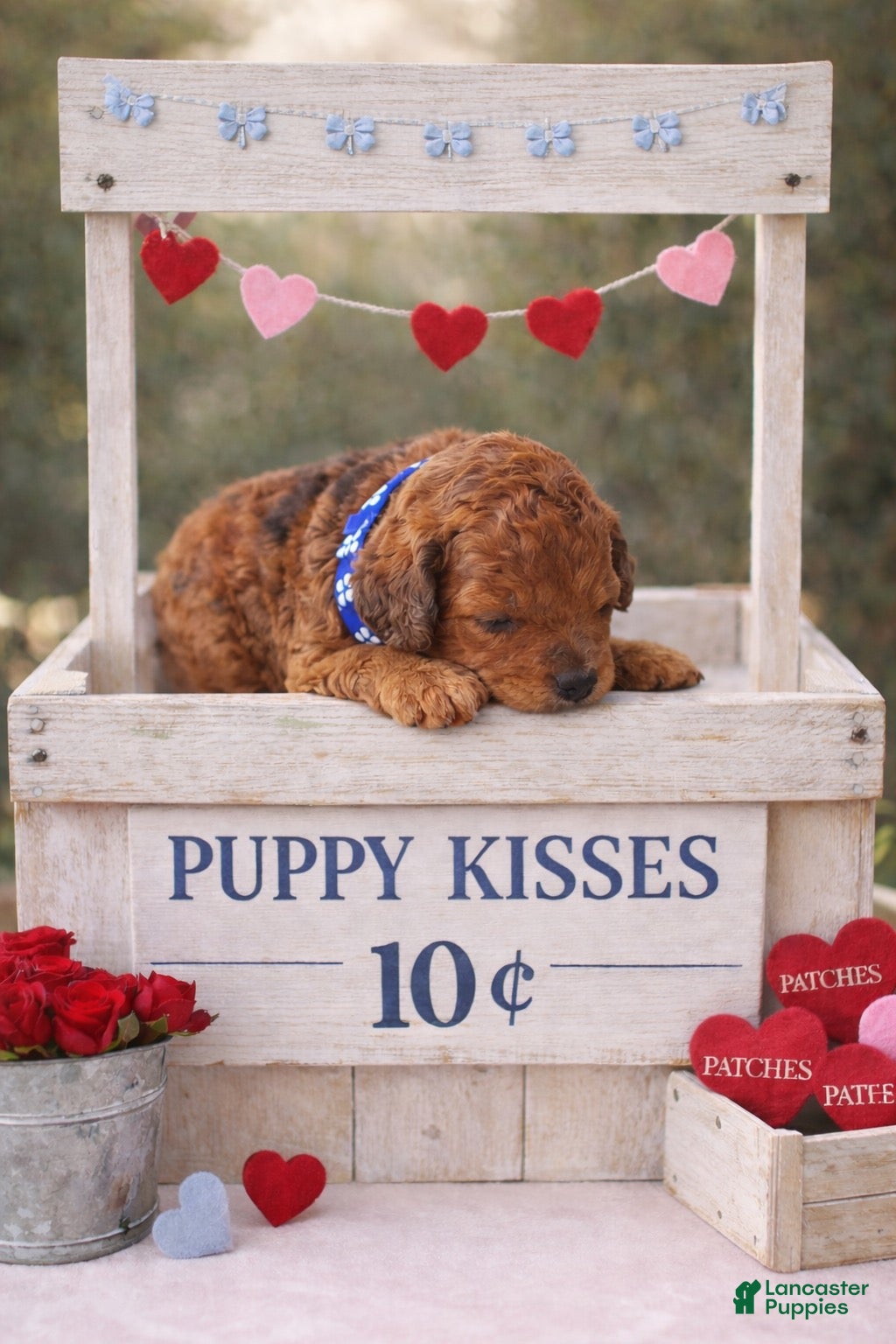 Cockapoo dogs Patches - Ad 2