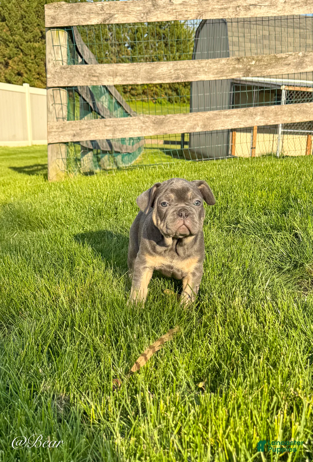 French Bulldog dogs for sale: Bear - Ad 2