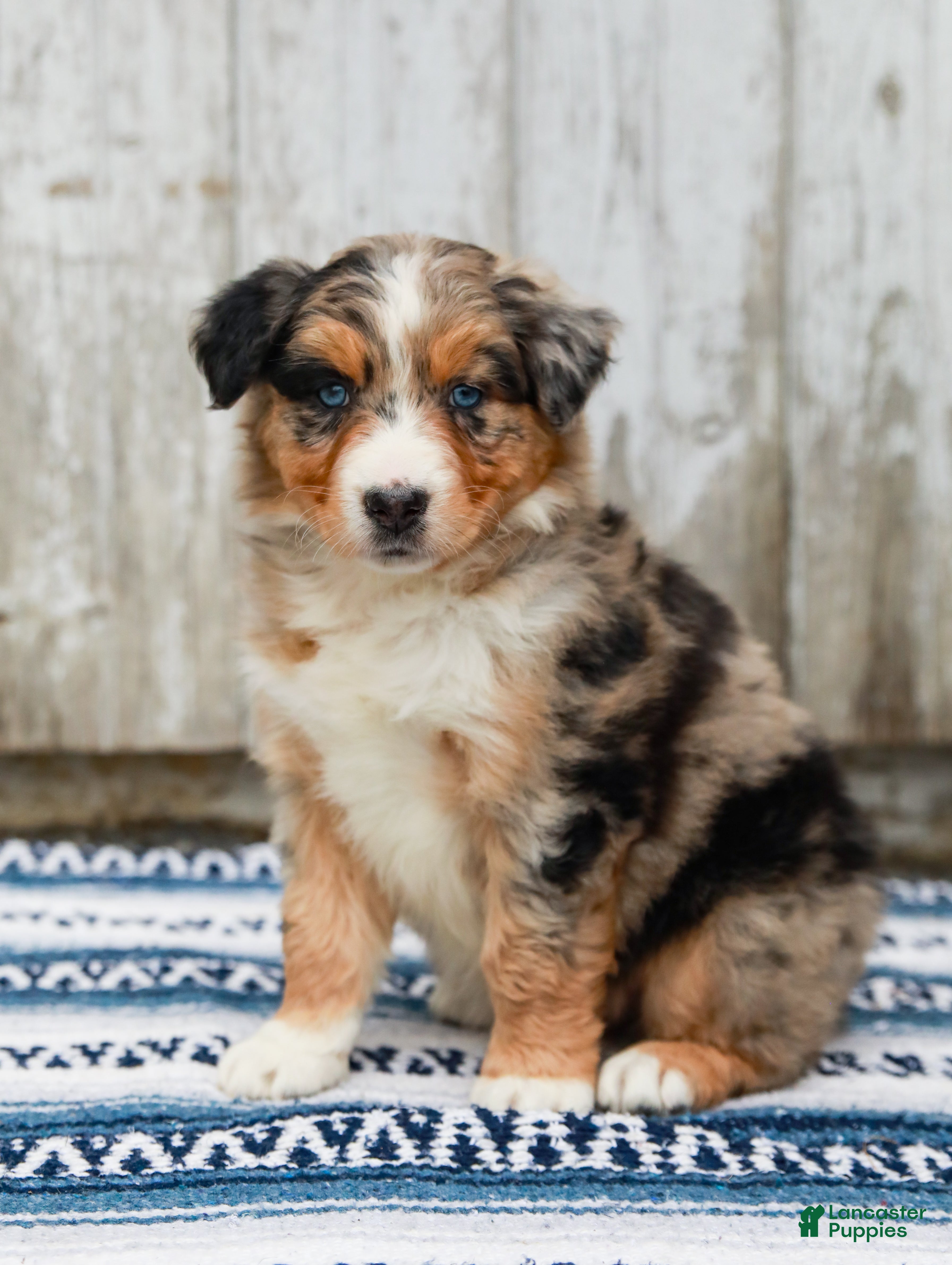 Australian Shepherd dogs Cody - Ad 1
