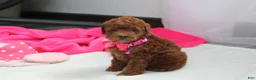Bichpoo dogs for sale: Freya  - Ad 4