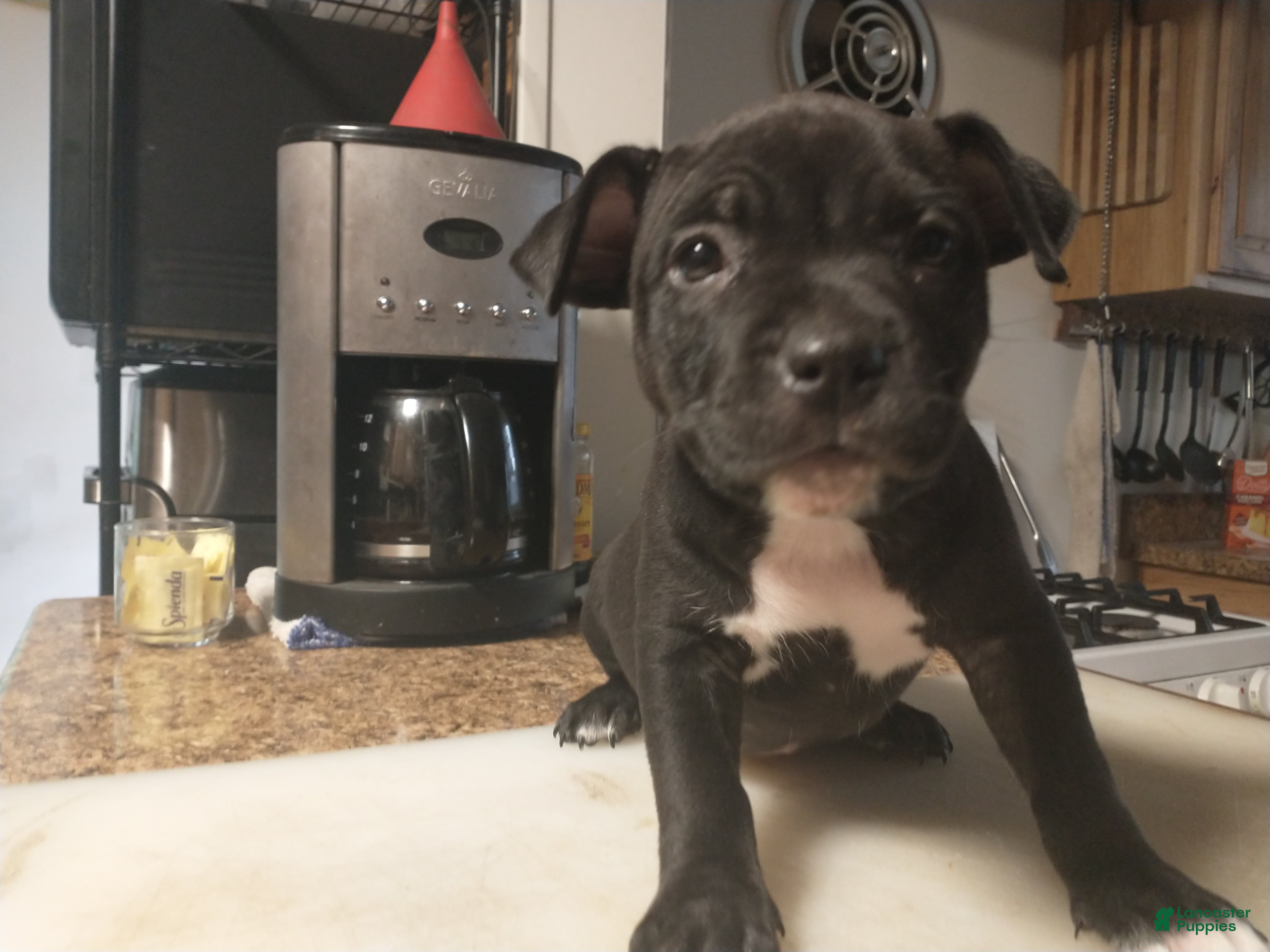 American Bully dogs American Bully Puppy 3 - Ad 8