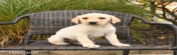 Labrador Retriever dogs for sale: Muffin - Ad 1
