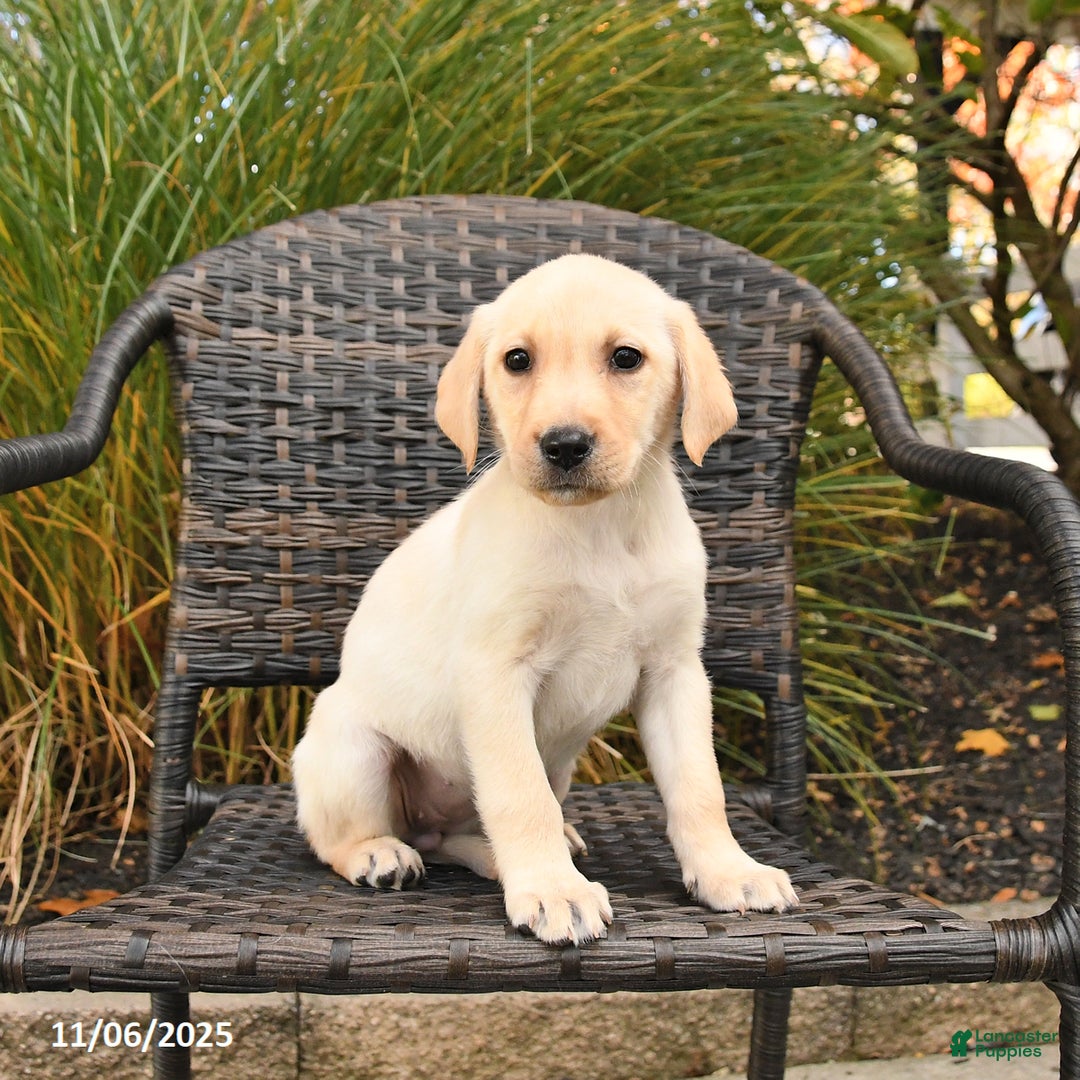 Labrador Retriever dogs for sale: Muffin - Ad 1