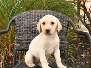 Labrador Retriever dogs Muffin - Ad 25