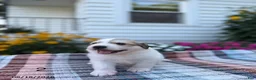 Great Pyrenees dogs for sale: Rita - Ad 4