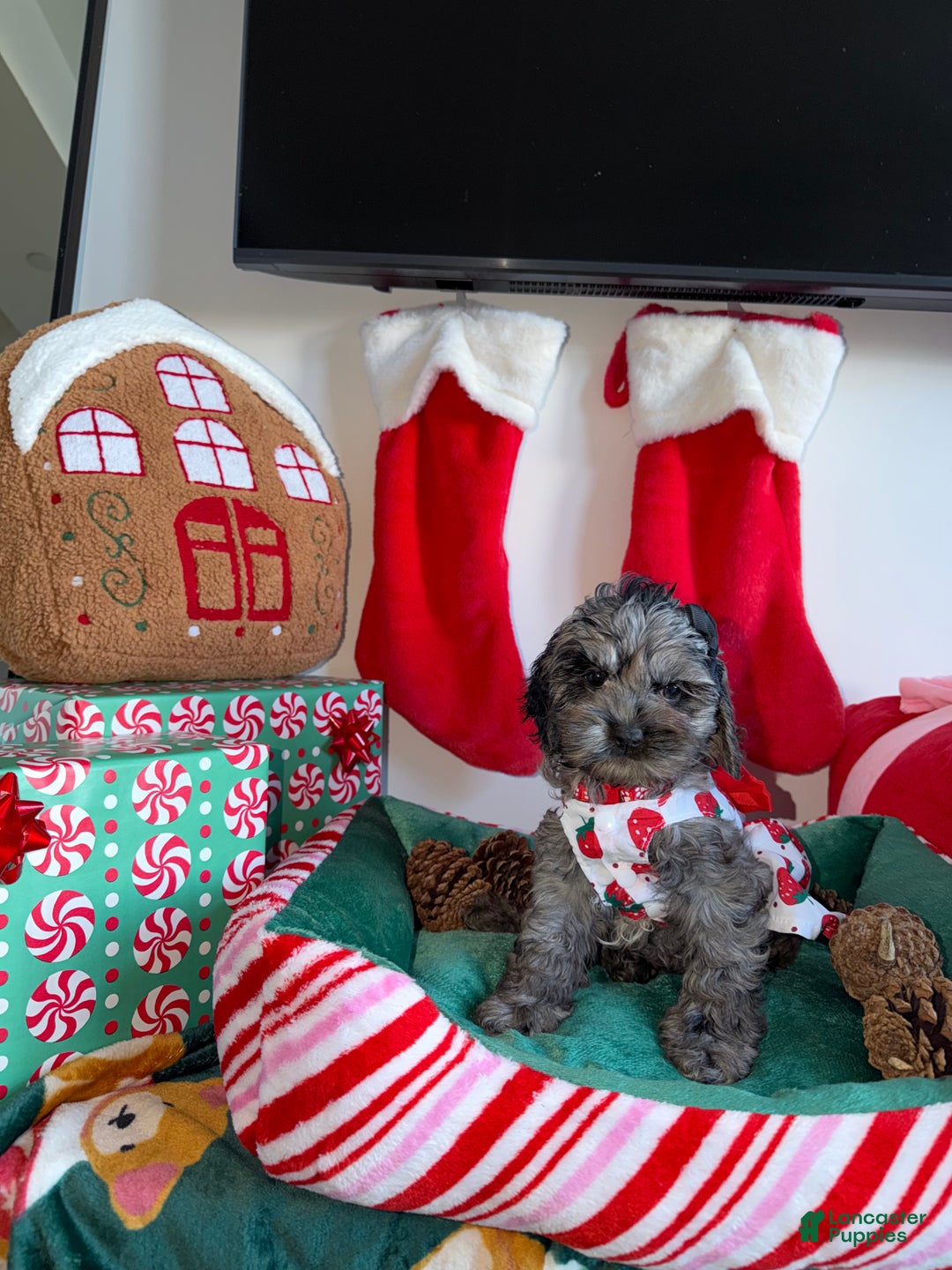 Cockapoo dogs for sale: Bluey - Ad 2