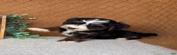 Havanese dogs for sale: Jordan  - Ad 3