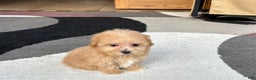 Maltipoo dogs for sale: Maltipoo Male Puppy 3 - Ad 9